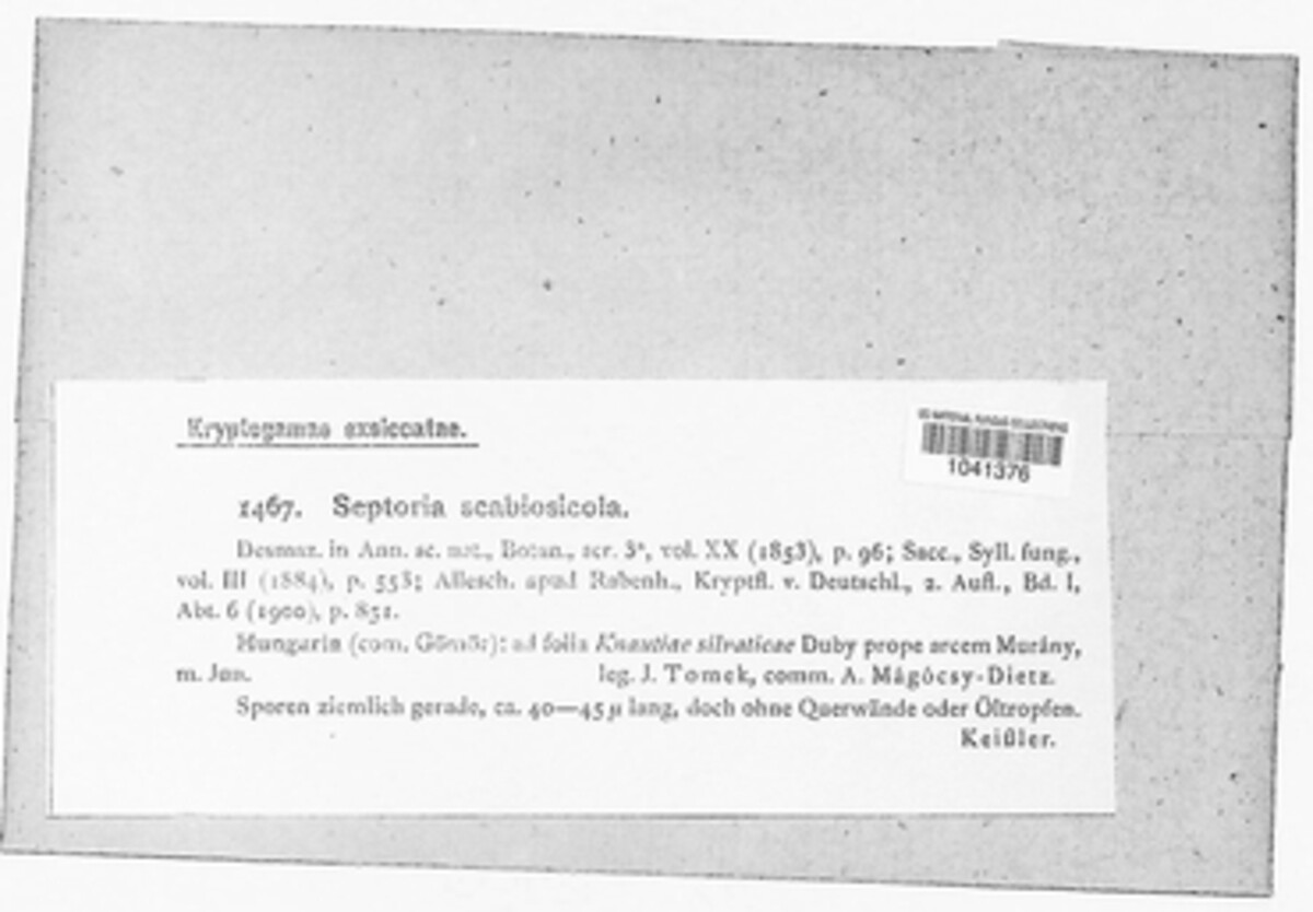 Septoria scabiosicola image